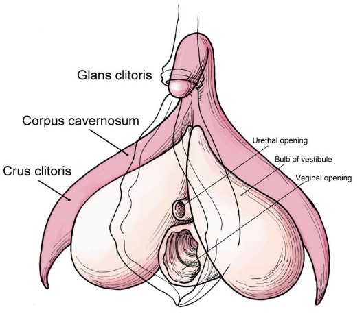 cliitoris-internal